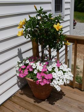Flowers on back porch